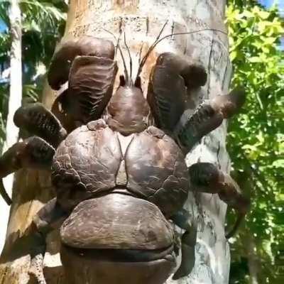 🔥 The coconut crab is the world's largest land crab