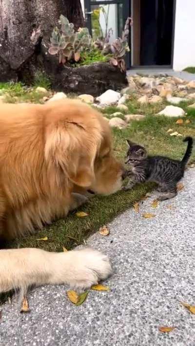 Good boy makes a friend