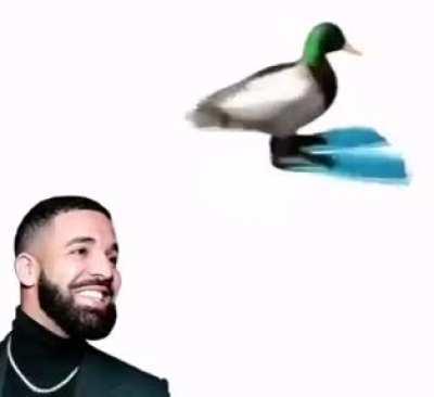Duck is saying hello to Drake caw caw