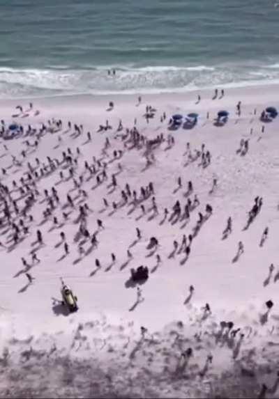 Police and a drug sniffing dog showing up at panama beach.