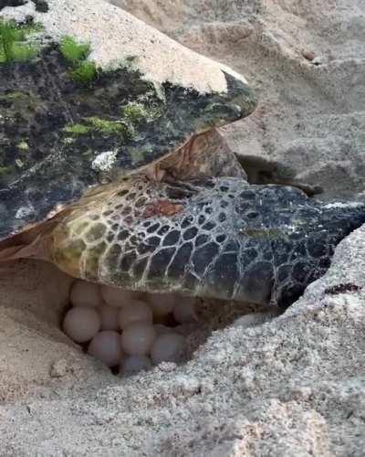 Female 🐢 laying her eggs at the beach. Between 80-150 eggs