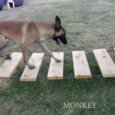 Doggo demonstrates his barkour prowess, complete with tactical pawstand