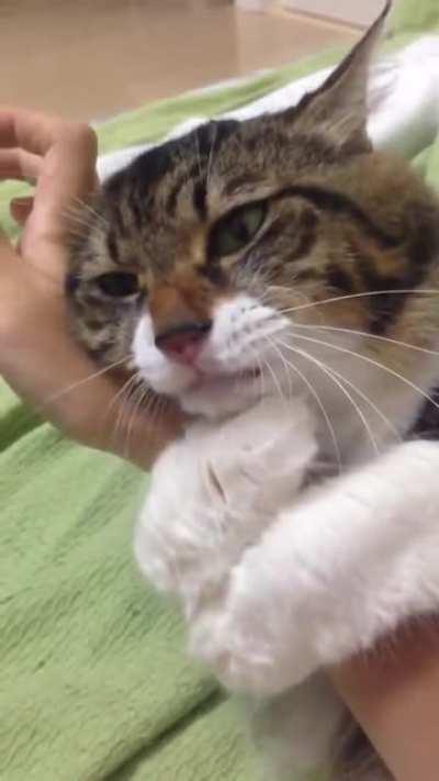 Cat refuses to let go off owner's hand