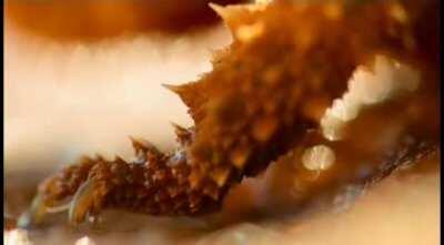 How Thorny Devils gather water in the desert