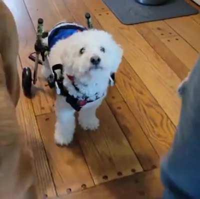 Oliver learning to use his new wheelchair