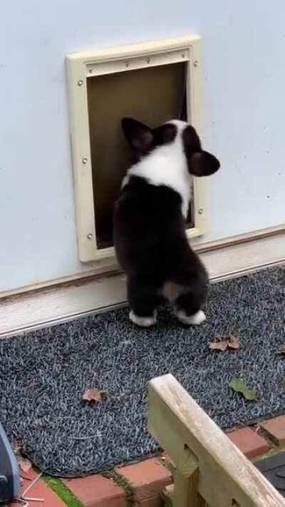 My 9 week old corgi puppy just figured out how to use the dog door