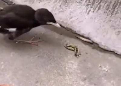 Young bird expecting the worm to jump in its mouth because its mother used to feed it that way