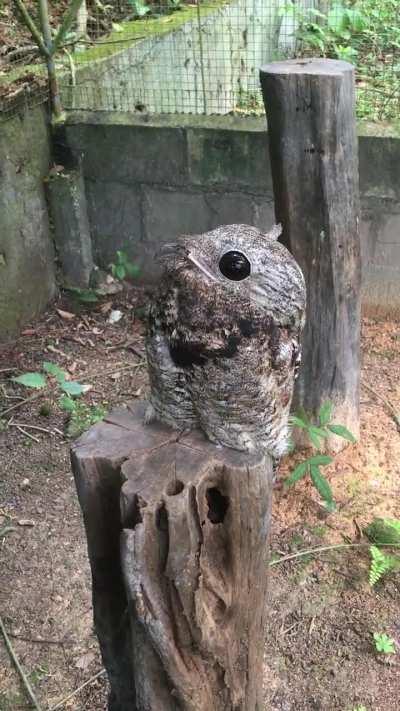 Great potoo being fed protein snacks