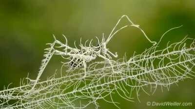 🔥 The crazy camouflage of a Lichen Katydid