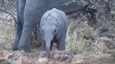 Baby elephants don't learn to control their trunks until they’re about a year old