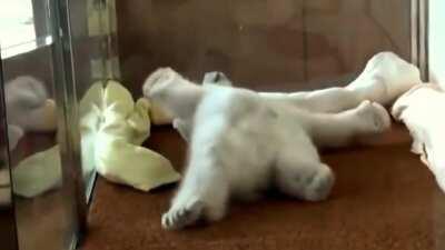 Baby polar bear struggles to wake up after a nap, proceeds to nap again.