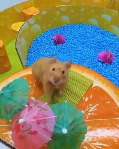 Multi-level hamster maze by Hamura Ham