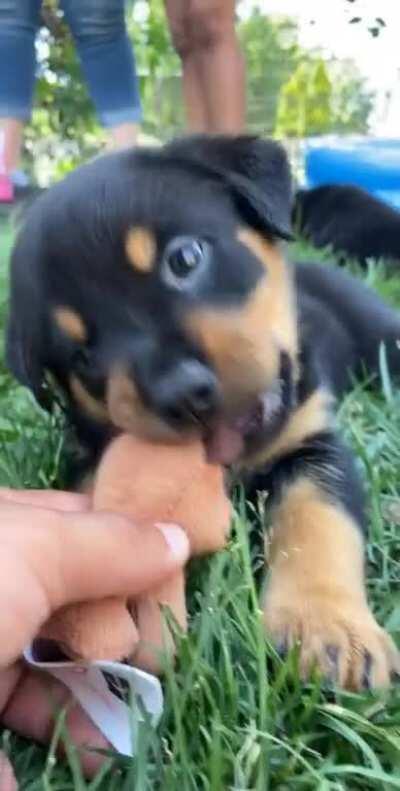 Reddit, meet my new teeny tiny potato - Aspen 🥺