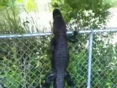 Gator climbs over a fence