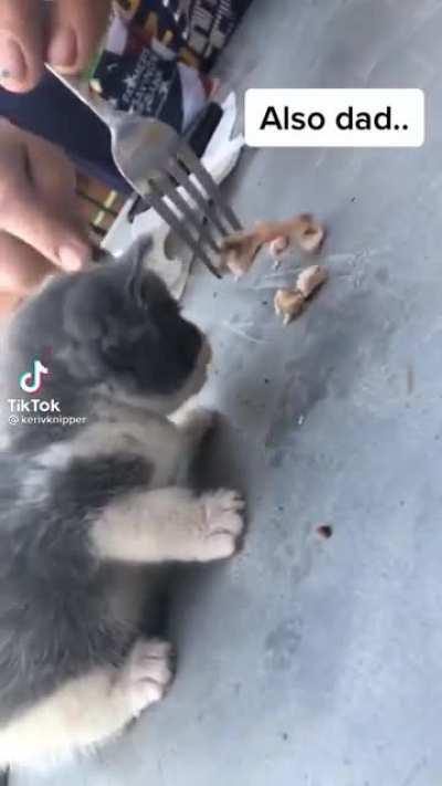 Farm kitten