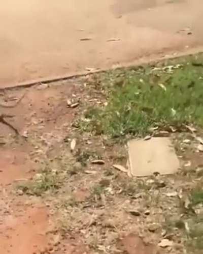 My lizard people need me