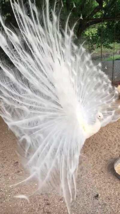 Magical White Peacock