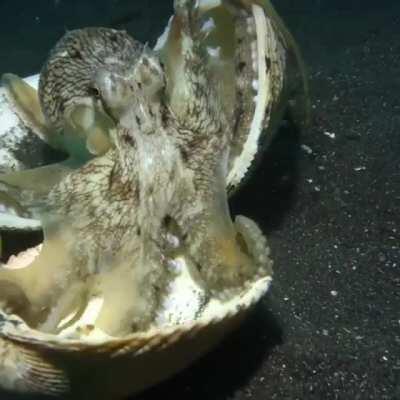 🔥 An octopus using shells as shields as a diver approaches