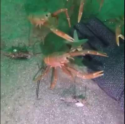 Crab