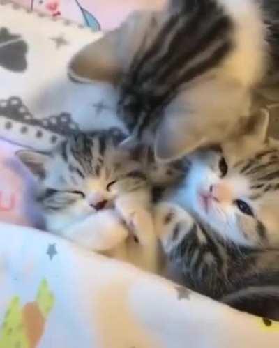 Bedtime for Kittens