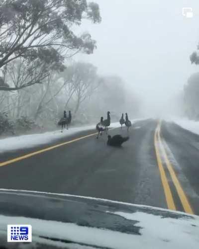 Emus slipping on an icy road in the Australian Alps