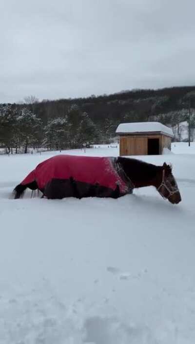 Horse playing in the snow