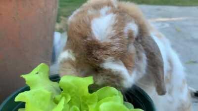 Bunny mukbang ASMR: Iris eating the freshest greens