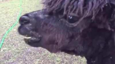 Ah, the joys of alpaca maintenance. A short film entitled “The Unexpected” starring Chai Peppercorn and featuring my wife as The Victim.