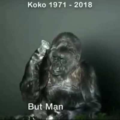 This gorilla, Koko, who knows sign language, with more sense and care for this world than most humans.