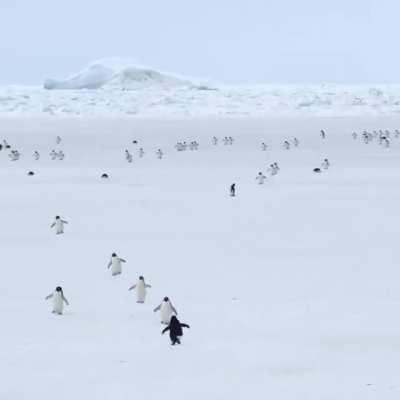 Adelie penguins walking in 500% speed