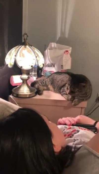 You can use a cat as a conductor for touch activated lamps