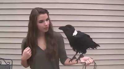 Ravens can also mimic human speech!