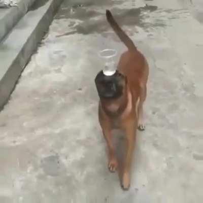 dog balances cup of water on its forehead