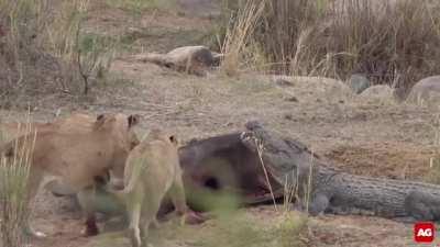 Lions and crocodile compete for buffalo carcass