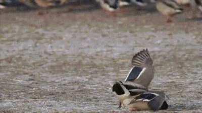 Peregrine falcon takes a quick swipe at a mallard drake before it even knows what hit him