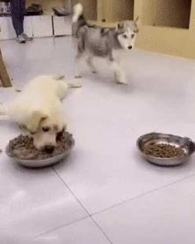 Doggo just cannot stop!