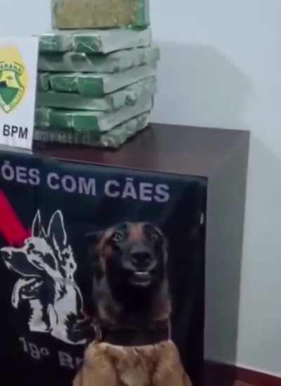 Proud dog in Brazil posing in front of his seized cocaine haul