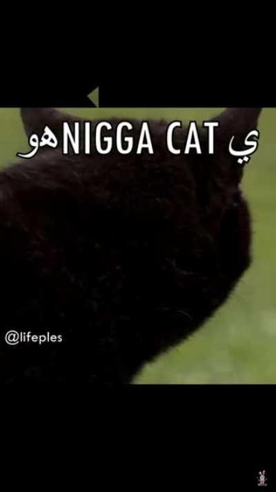 قطة نيغا