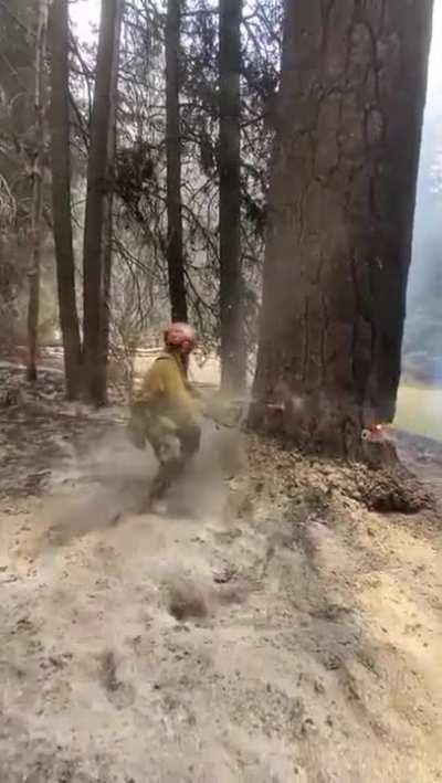 Cutting down a tree that was internally on fire after a forest fire