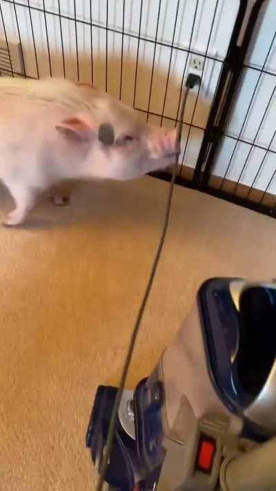 Pigs don't like the sound of the vaccum so they unplug it