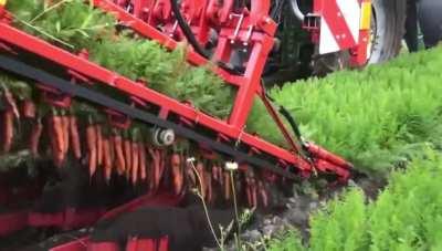 This mass carrot harvester