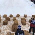 WCGW if we have a build-your-own sled race with an ice wall at the finish line