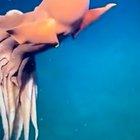 This octopus turns itself into a balloon when threatened....