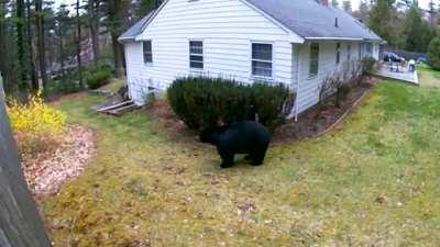 The bear is aware of surroundings, but humans aren't.