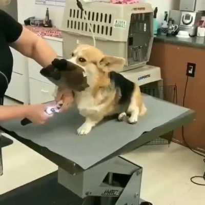 Brave corgi pupper going through a vet’s appointment with their favorite toy