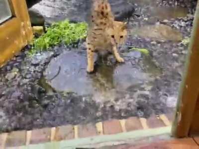 Cheetah’s first time in the rain