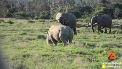 Elephant Uses A Stick To Scare Off A Rhino.