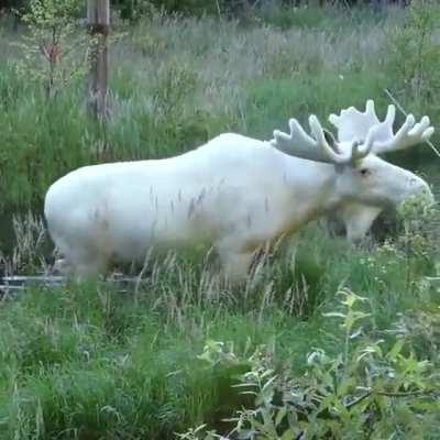 🔥Extremely Rare White Moose..