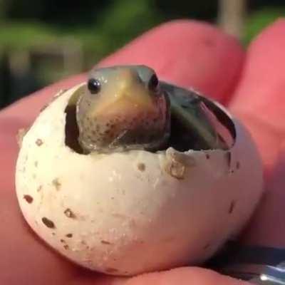 🔥 The temperature determines the sex of the turtle: warmer nests produce female offspring and colder nests produce males.