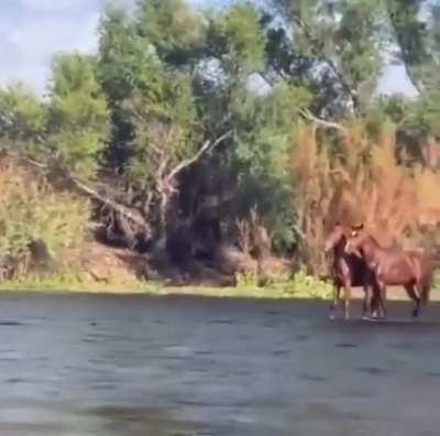 Are amphibious horses a threat?